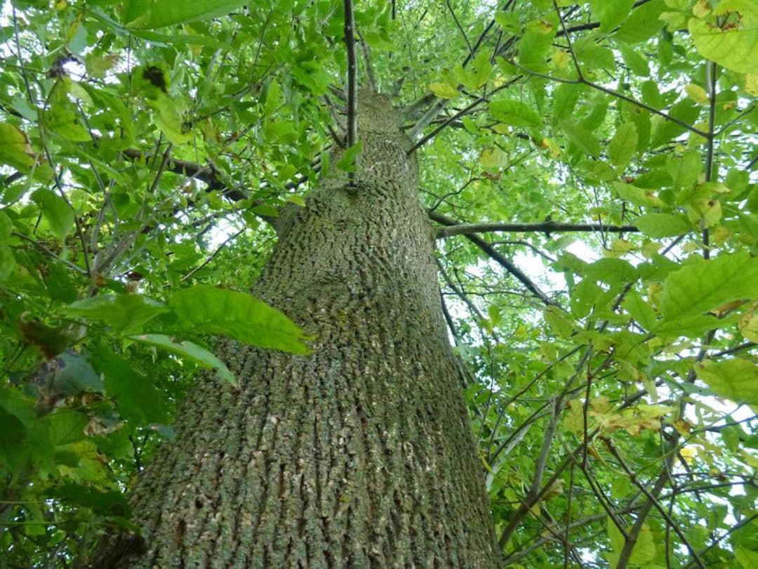 Emerald Ash Borer