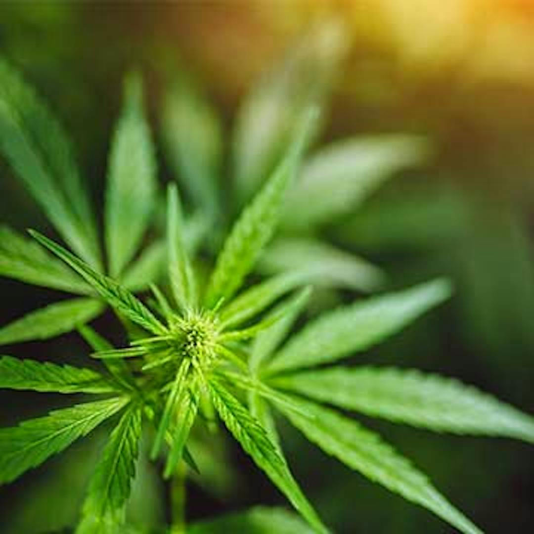 Cannabis Legalization in Beaumont