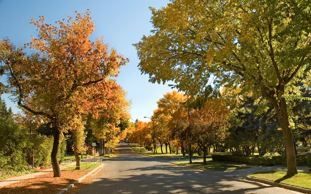 Urban Forest Management Plan Get Involved Lethbridge urban-forest-management-plan-get-involved-lethbridge