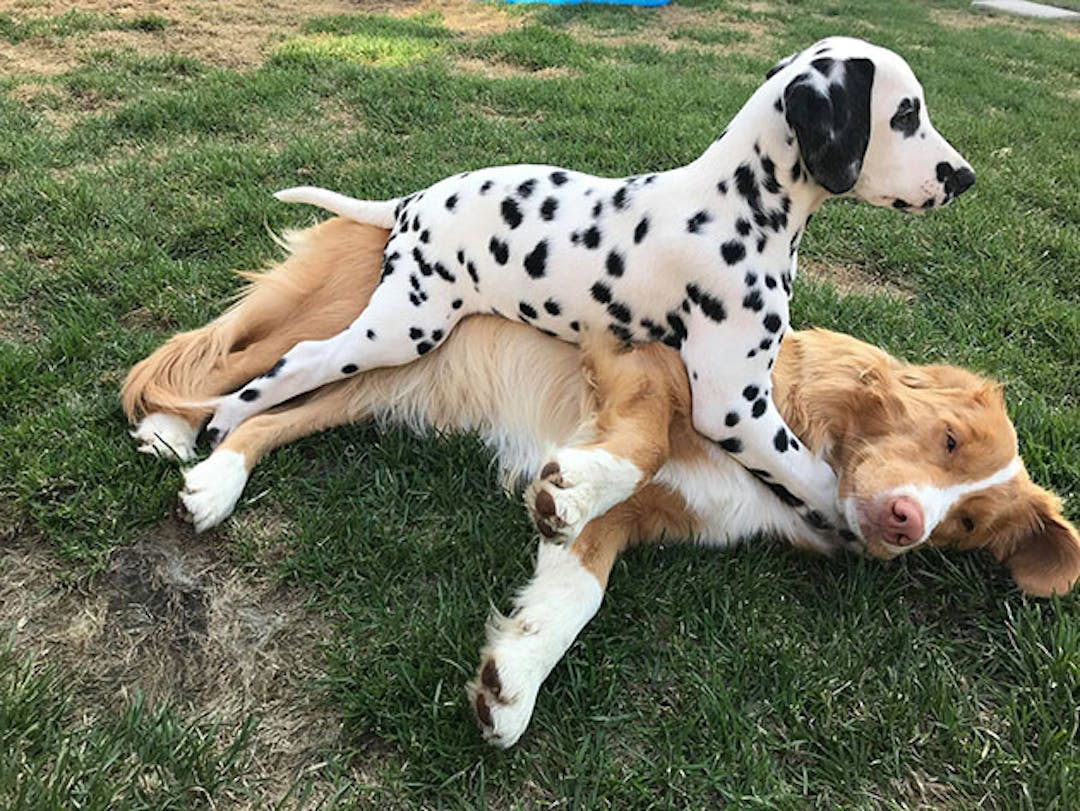 Two dogs relaxing outdoors.