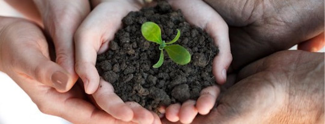 Image of hands holding soil with a small plant starting to grow in it.