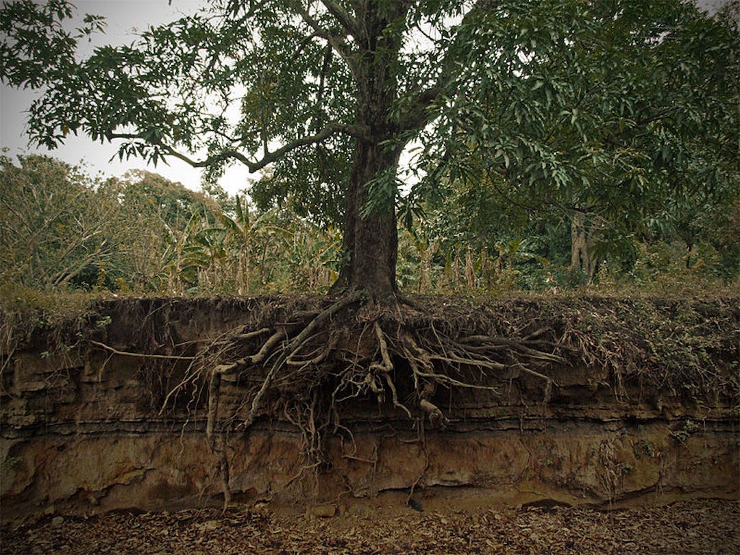 Tree with Roots Tree with Roots